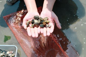 Kisarazu Beach Clam