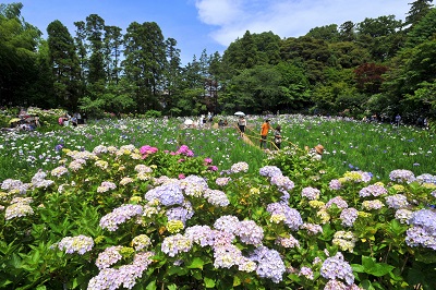 Hydrangea Hondoji Temple