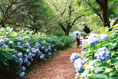 Hydrangea Sogoredo