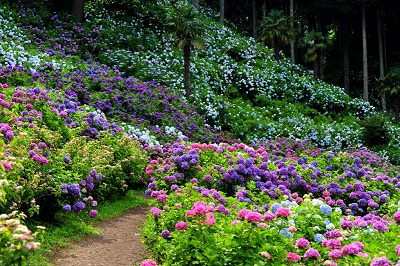 Hattori Farm Hydrangea House