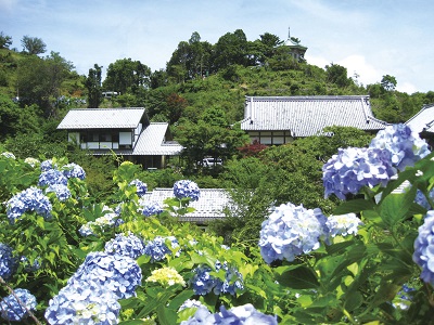 Hydrangea Mamenbara Plateau