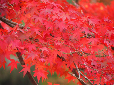 izumi nature park momiji