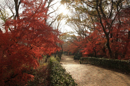 sakura castle park