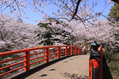 Suigo Omigawa sakura tsutsuji matsuri