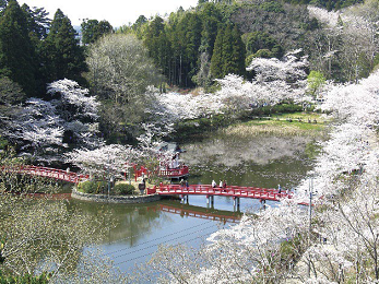 Mobara sakura matsuri