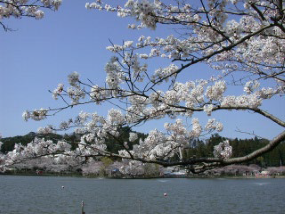 Togane sakura matsuri