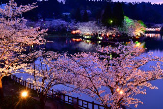 Togane sakura matsuri