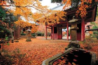 Komatsu-ji Temple Fall Foliage 1