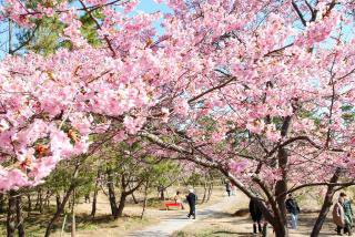 Sakura Matsuri Shirako