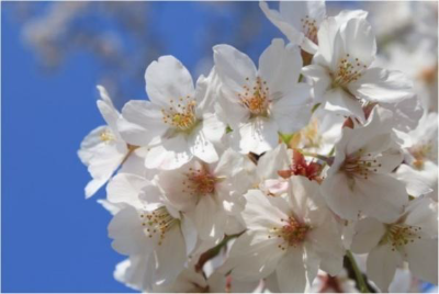 Sanrizuka Memorial Park