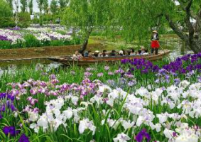 Suigo Sawara Iris Festival