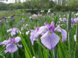Suigo Sawara Iris Festival 1