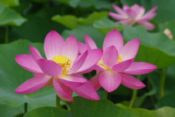 Oga Lotus