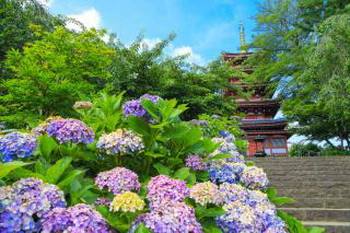 Hondo-ji Temple hydrangea
