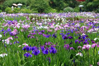 Hondo-ji Temple Japanese Irises