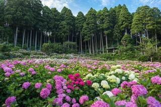 Hattori Hydrangea House