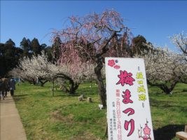 A view of the plum grove