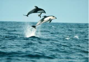 Dolphin Watching