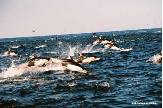 Dolphin Watching