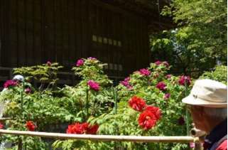 Iidaka Danrin Peony