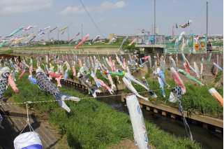 Koinobori Festival