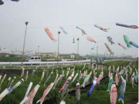 Koinobori Festival