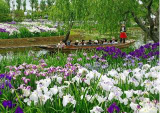 Suigo Sawara Iris Festival