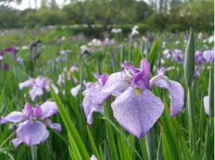 Suigo Sawara Iris Festival