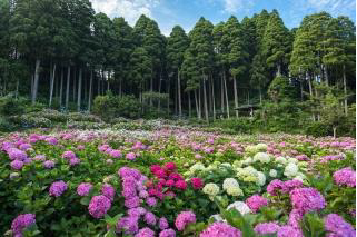 Hattori Farm Hydrangea House