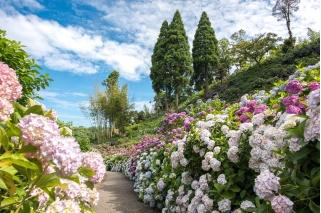 Hattori Farm Hydrangea House