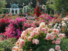 A view of the colorful roses