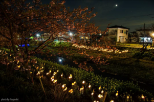 A night view of the cherry blossoms