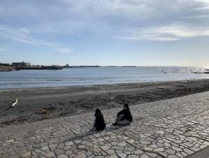 ホテルの目の間にある海岸