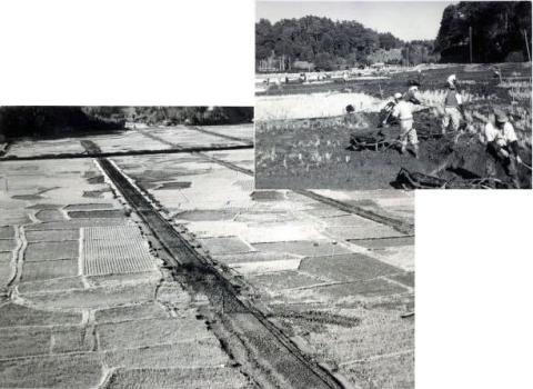 昭和30年代農業基本法農政と農業基盤整備 千葉県