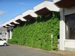 富里市緑のカーテン