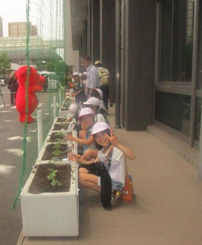 苗植え