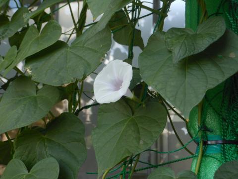 緑のカーテンに咲く白い花7月28日
