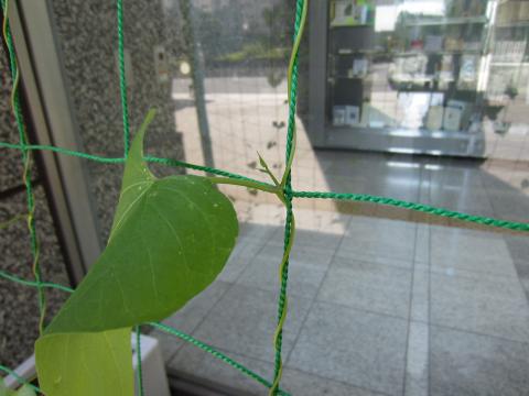 緑のカーテンの葉っぱが巻き付いている様子6月19日