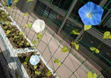 小さな青と白の花