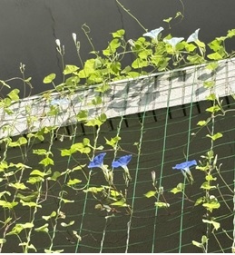 一番高いところに咲いたアサガオの花々