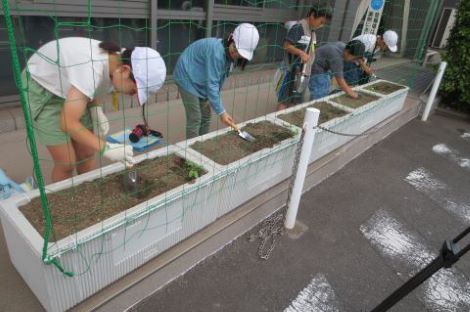 プランターに苗を植える画像