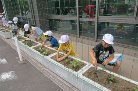 植えた苗に土を被せる画像