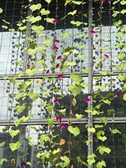 上の方に咲いた花