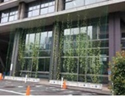 緑のカーテン全体の写真