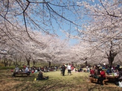 青葉の森公園おはなみ広場