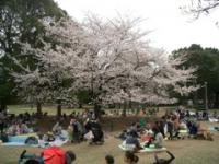 行田公園おはなみの様子