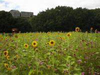 行田公園（クリックで拡大画像を表示）