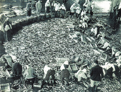 大漁のサンマを選別する人々（1955年ごろ）