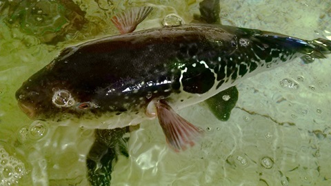 大原産天然トラフグの写真