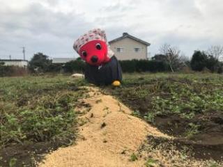 作業後に畑で何かを見つけたチーバくん